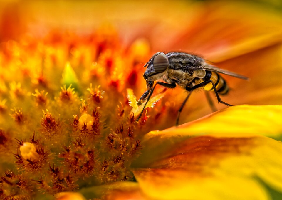 Flower outdoor close up