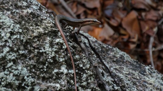 Lizard close up seychelles photo