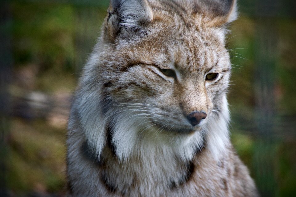 Mammal animal world nature