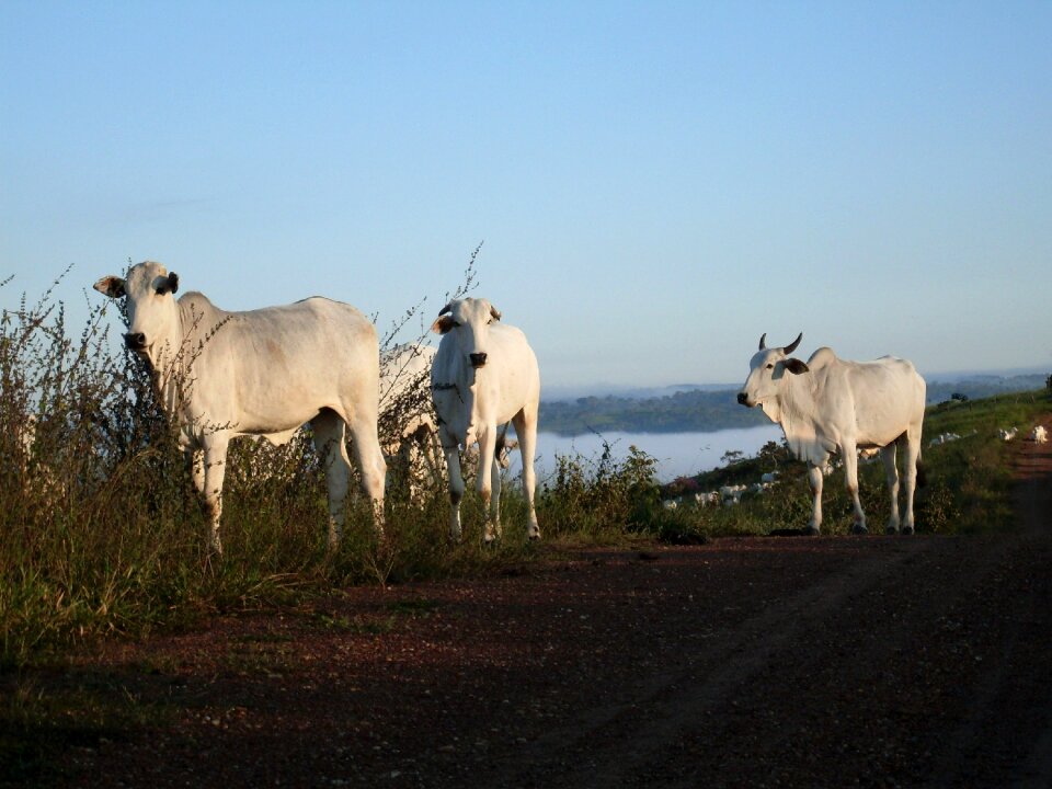 Livestock cattle sunrise