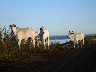 Livestock cattle sunrise