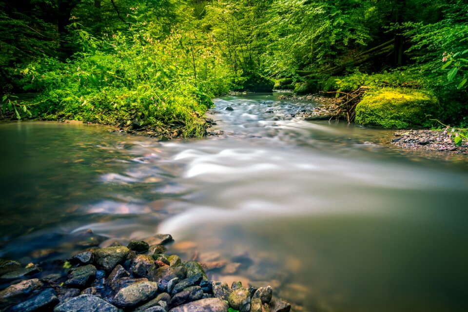 Landscape natural water forest