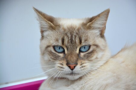 Portrait blue eyes domestic animal