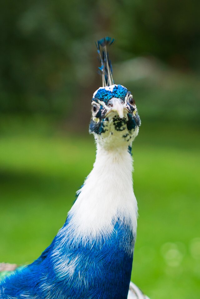 Proud zoo colored