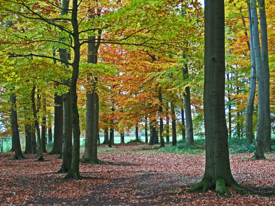 Autumn forest emerge leaves