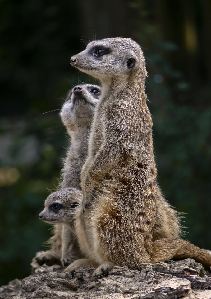 Mammal nature wild