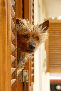 Dog curiosity looking