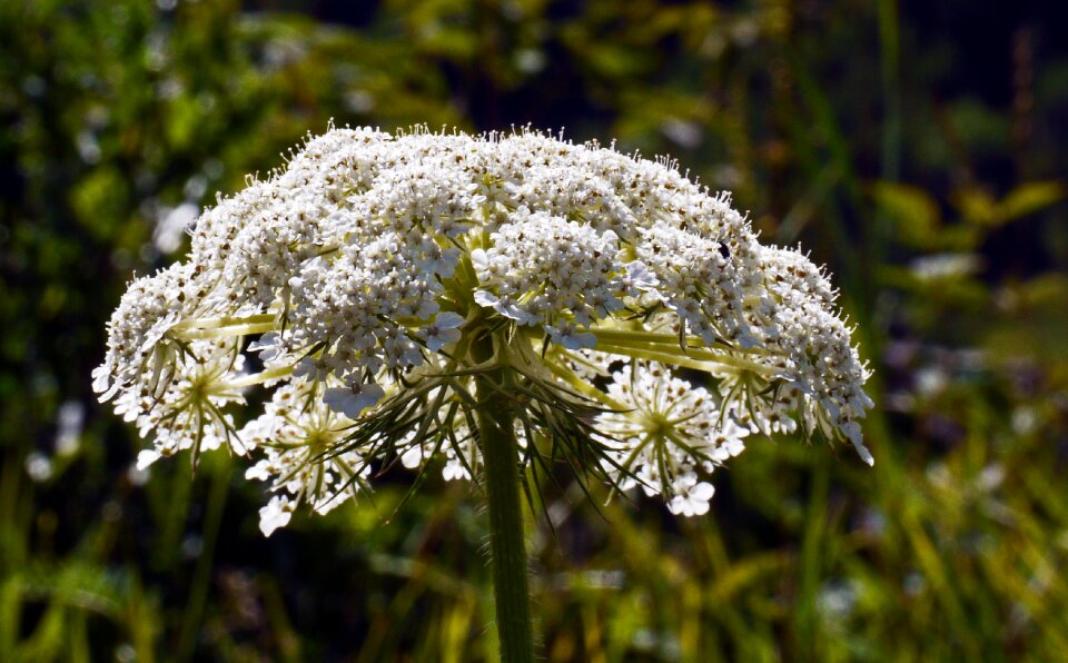 Umbel blossom bloom
