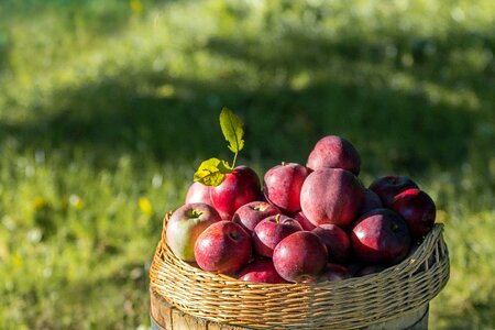 Fruit apple tree nature