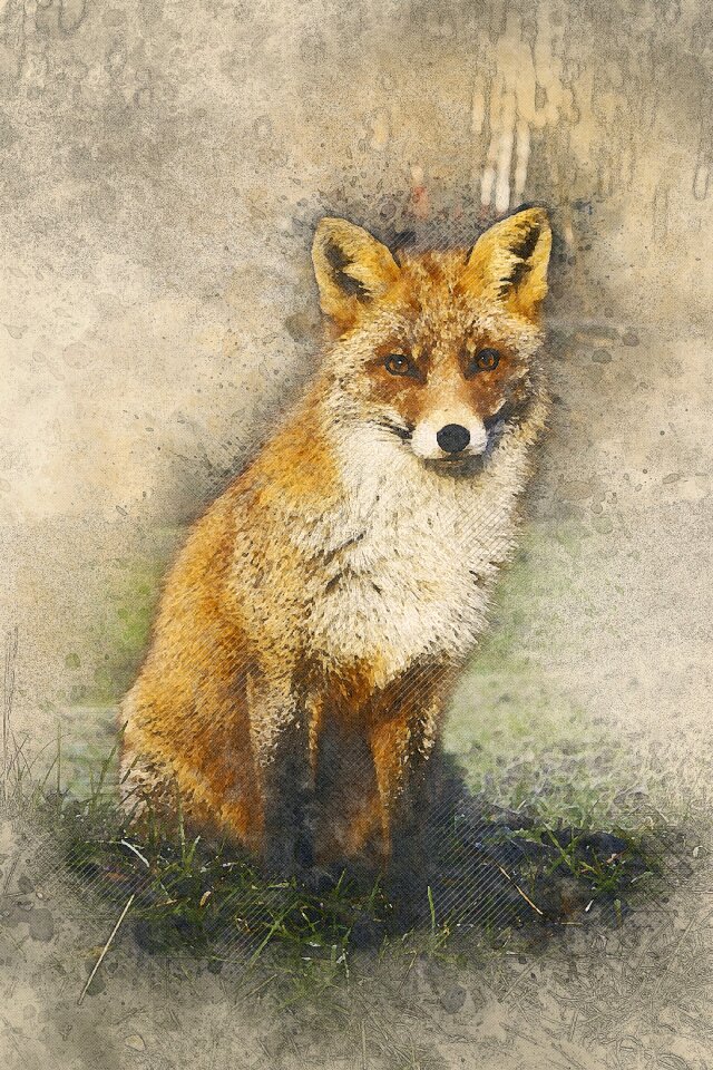 Animal mammal natural
