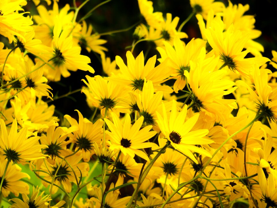 Flowers garden nature
