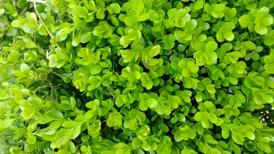 Cultivation freshness outdoors