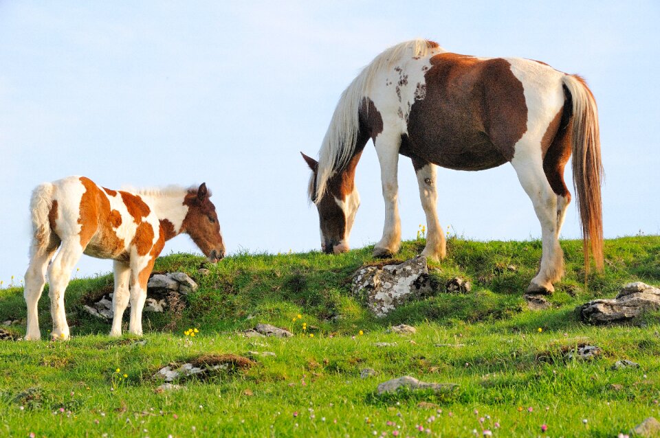 Nature animals horses