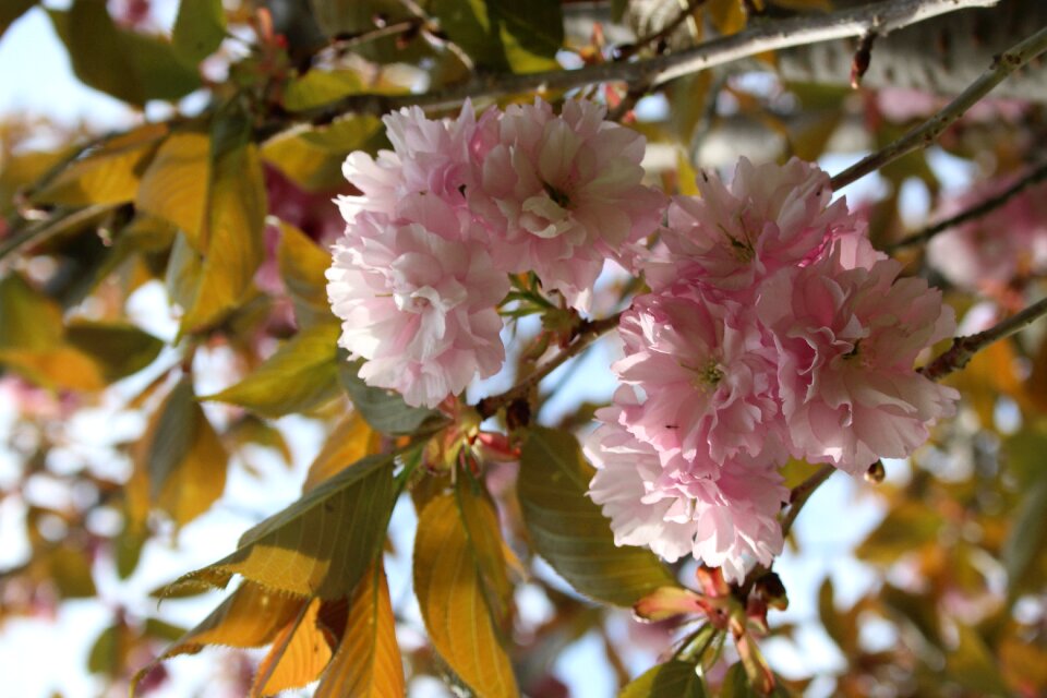Cherry japanese tree nature