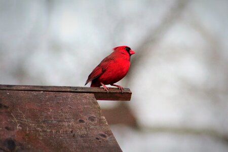 Nature cardinal red bird photo