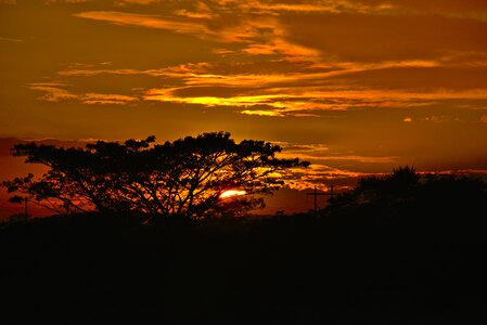 Panoramic tree evening photo
