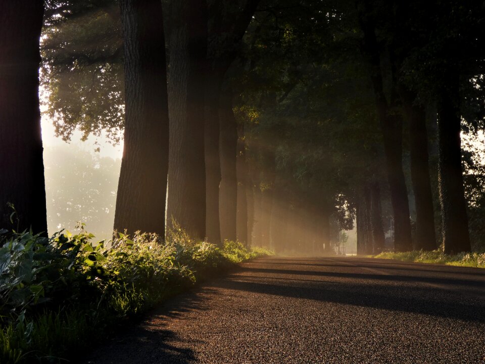 Morning sun sunbeam tree lined avenue