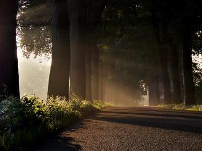 Morning sun sunbeam tree lined avenue photo