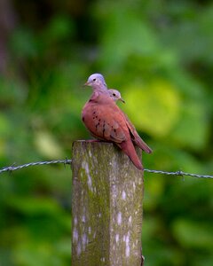 Animal wild fence photo