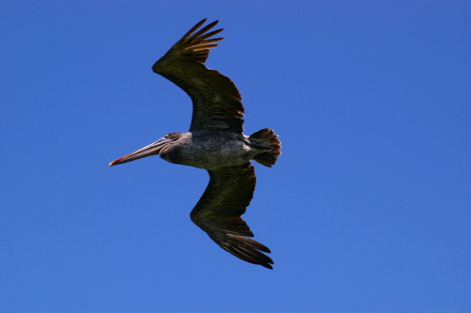 Nature flight in flight