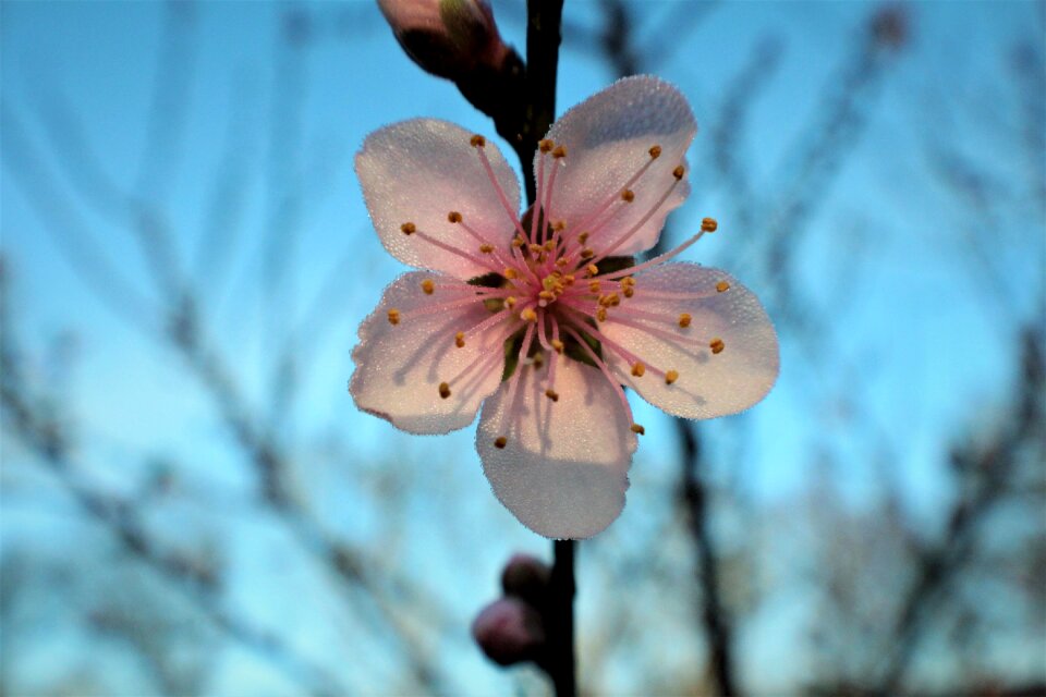 Flora nectarine tree bud