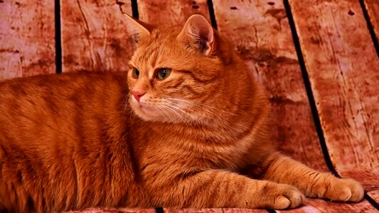 Pet red cat domestic cat photo