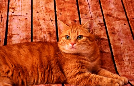 Pet red cat domestic cat photo