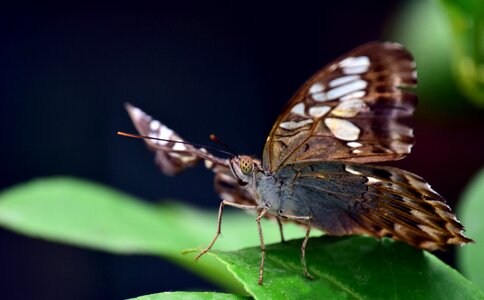 Animal world animal close up photo