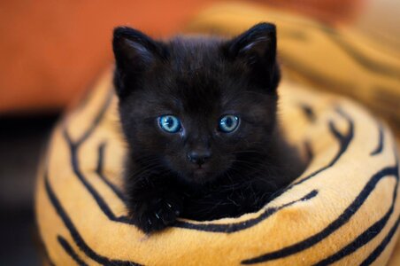 Portrait cat baby kitten photo