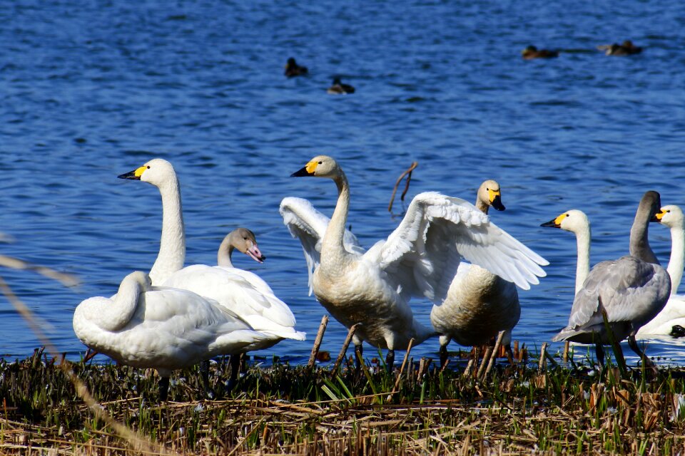 佐潟 dune lake a ramsar site