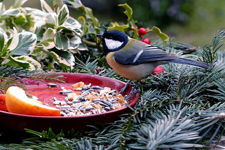 Parus major meal lining plate