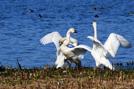 佐潟 dune lake a ramsar site photo