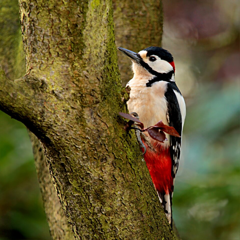 Dendrocopos major young foraging