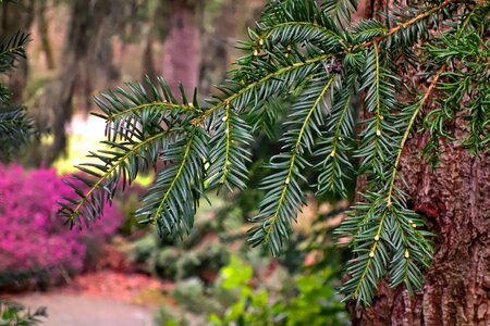 Needles pine pine tree photo