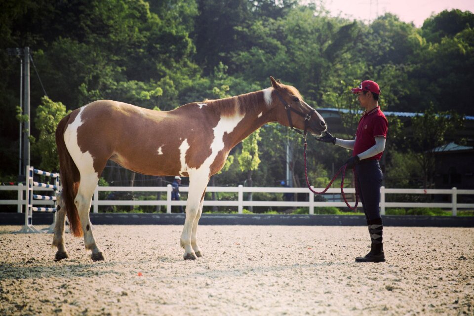 Horse riding equestrian