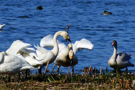 佐潟 dune lake a ramsar site photo