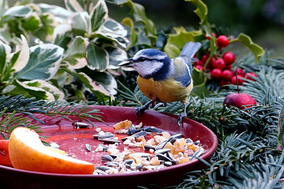 Cyanistes caeruleus meal lining plate
