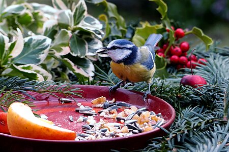 Cyanistes caeruleus meal lining plate