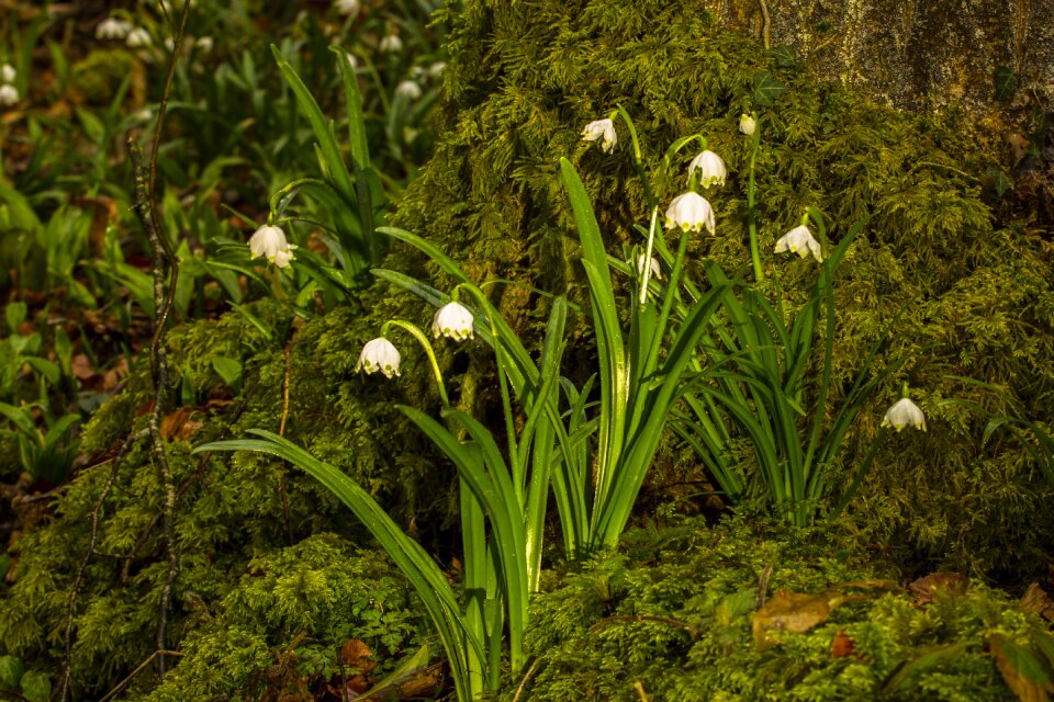 Snowdrop wild flower spring flower