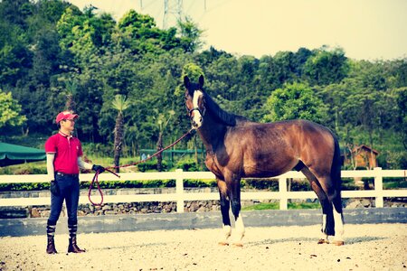 Horse riding equestrian