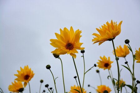 Buds flowered yellow was