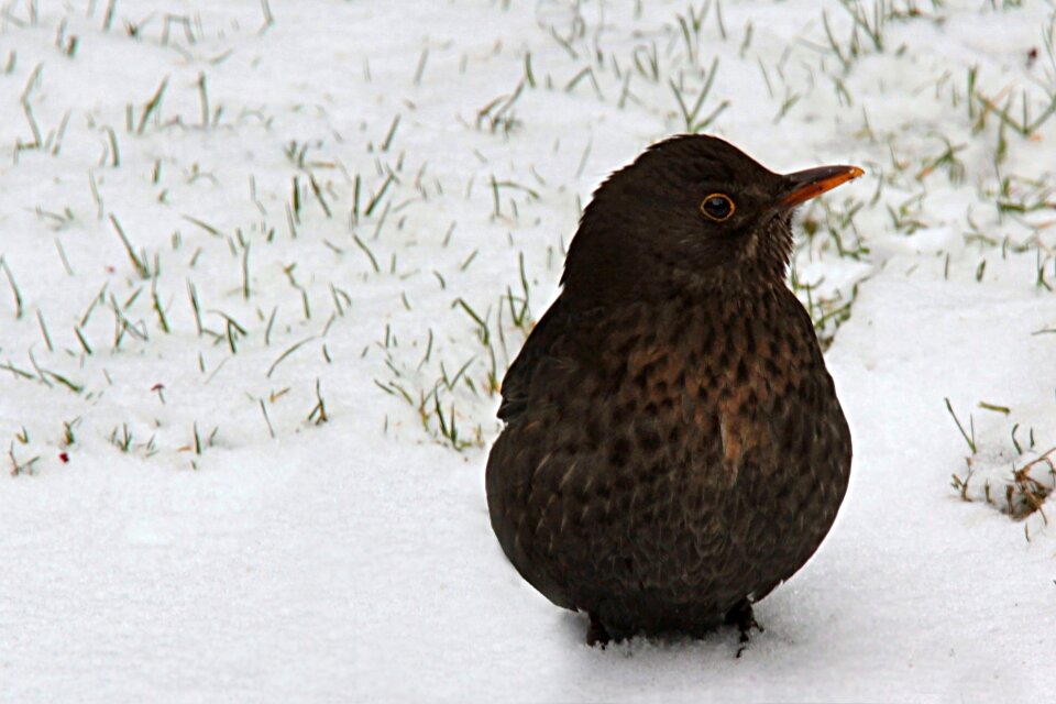 Turdus merula foraging winter