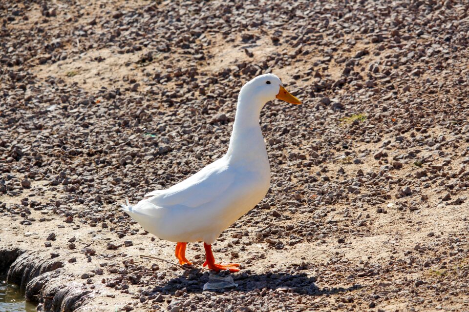 Outdoors duck wild