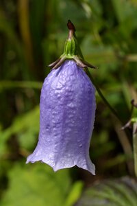 Wildflower jiri campanula punctata