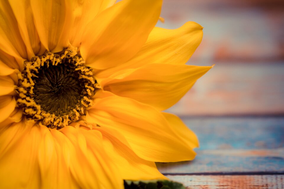 Flowers yellow flower sunflowers