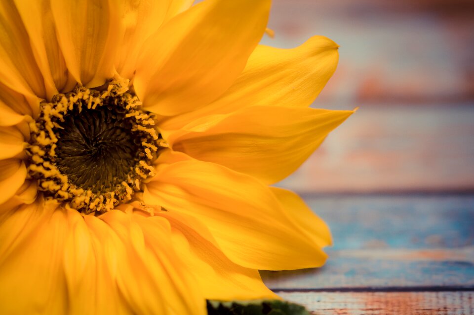 Flowers yellow flower sunflowers photo