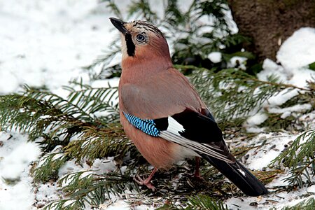 Foraging winter snow photo