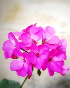 Petal bloom flower's