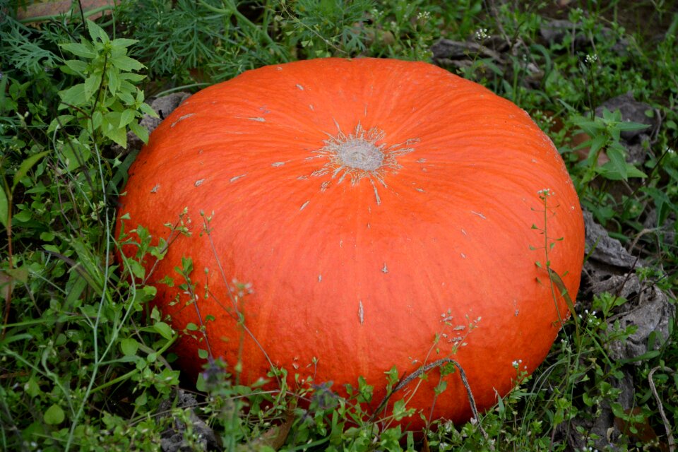 Vegetable vegetable garden decoration