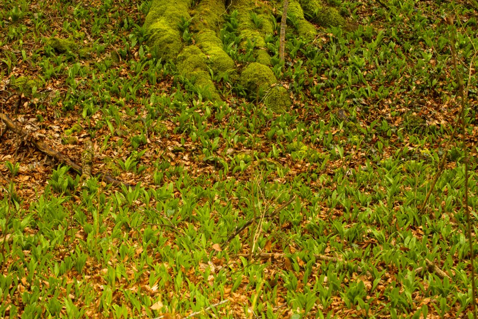 Wild garlic wood garlic rinsenknoblauch